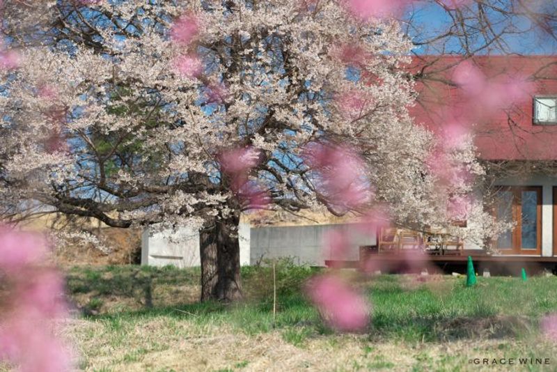 「甲州」の芯の強さ引き出す　創作料理との幸せなマリアージュ【三澤彩奈のワインのある暮らし】